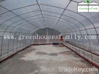 Popular Single-span Tunnel Agriculture Greenhouse