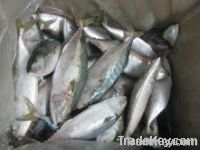 indian mackerel