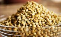 CORIANDER SEED