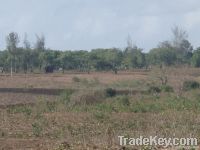 167 acres in Kilifi Mjibu area