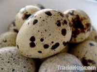 Quail eggs fresh and hatching