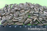 New Crop Sunflower Seeds Suppliers | Sunflower Seed Exporters, | Sunflower Black Seed  | Striped Black Seed | Flowers Seed | Sunflower Kernels