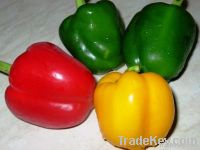 https://ar.tradekey.com/product_view/Capsicum-Fresh-Pepper-2086701.html