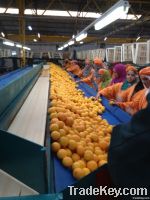 FRESH FRUITS AND VEGETABLES FROM MOROCCO