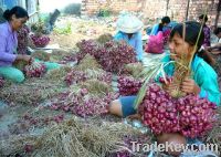 Fresh violet onion