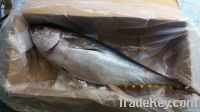 Fresh Tuna Yellowfin (Whole, GG)
