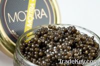 Mottra Caviar