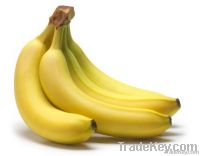 cavendish banana