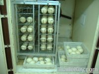 Ostrich eggs and chicks