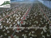 high quality poultry equipment for chicken