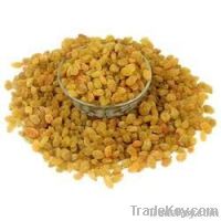 Golden Bijapur raisins