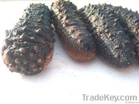 Sea Cucumber (super-spiky)