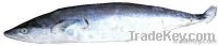 Spanish Mackerel / King Fish