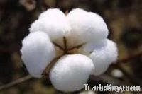 Raw Cotton Manufacturer