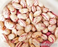 Speckled kidney beans