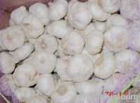 chinese fresh white garlic from jinxiang