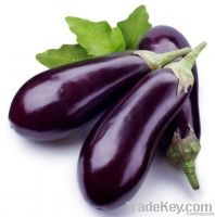 Fresh Eggplants