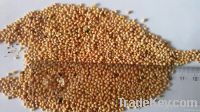 Yellow Millet