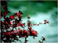 Environment-protected photo  paper