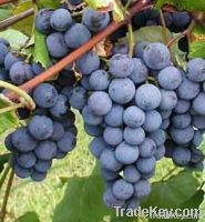 Grape Seed Extract