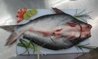 FROZEN BUTTERFLY PANGASIUS