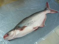 FRESH WHOLE PANGASIUS