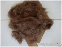 https://ar.tradekey.com/product_view/Camel-Hair-2145212.html