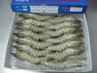 FROZEN RAW BLACK TIGER SHRIMPS HOSO, SEMI-IQF, 100% NET WEIGHT, REAL COUNT