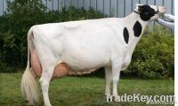 Pregnant Holstein cow