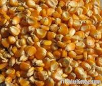  Maize | Maize Exporter | Corn Grain Seller | Maize Buyer | Bulk Maize Grain Importer | Corn bean Buyer | Corn bean Wholesaler | Corn Grain Manufacturer | Best Quality Corn Grain | Cheap Maize Supplier | Low Price Corn | Yellow Corn | White Cron | Baby Ma