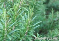 Natural Rosemary Extracts