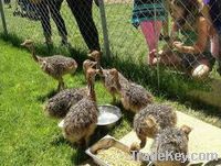 Ostrich chicks and eggs for sale