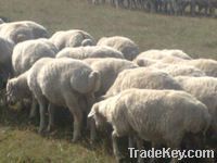 HEALTHY ALIVE SHEEP/LAMB FROM UKRAINE