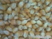 Maize | Maize Exporter | Corn Grain Seller | Maize Buyer | Bulk Maize Grain Importer | Corn bean Buyer | Corn bean Wholesaler | Corn Grain Manufacturer | Best Quality Corn Grain | Cheap Maize Supplier | Low Price Corn | Yellow Corn | White Cron | Baby Mai