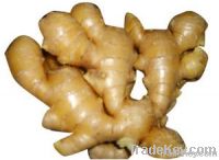 ginger extract ginger alcohol, plant extract