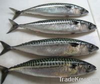 Mackerel