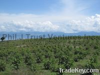 https://www.tradekey.com/product_view/Jatropha-Plantation-3293115.html