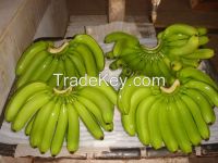 Cavendish Banana