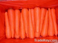 https://www.tradekey.com/product_view/2012-New-Crop-Fresh-Carrots-3470036.html