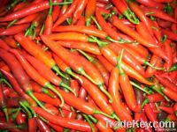 Red Chili