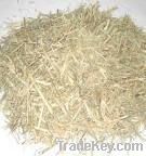 Sugar cane bagasse