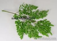 Moringa Oleifera leaves