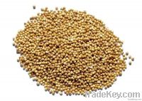 coriander seeds