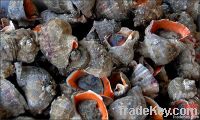 fresh sea snails from Black sea (rapana)