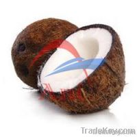 Coconut