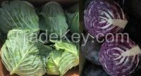 https://ar.tradekey.com/product_view/Fresh-Cabbage-8718442.html