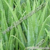 Aloe Vera Extract