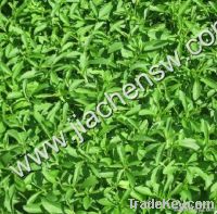 Stevia Extract