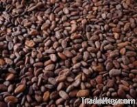 Cocoa Beans