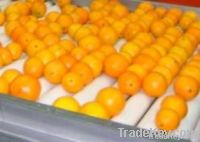 Fresh Egyptian Orange